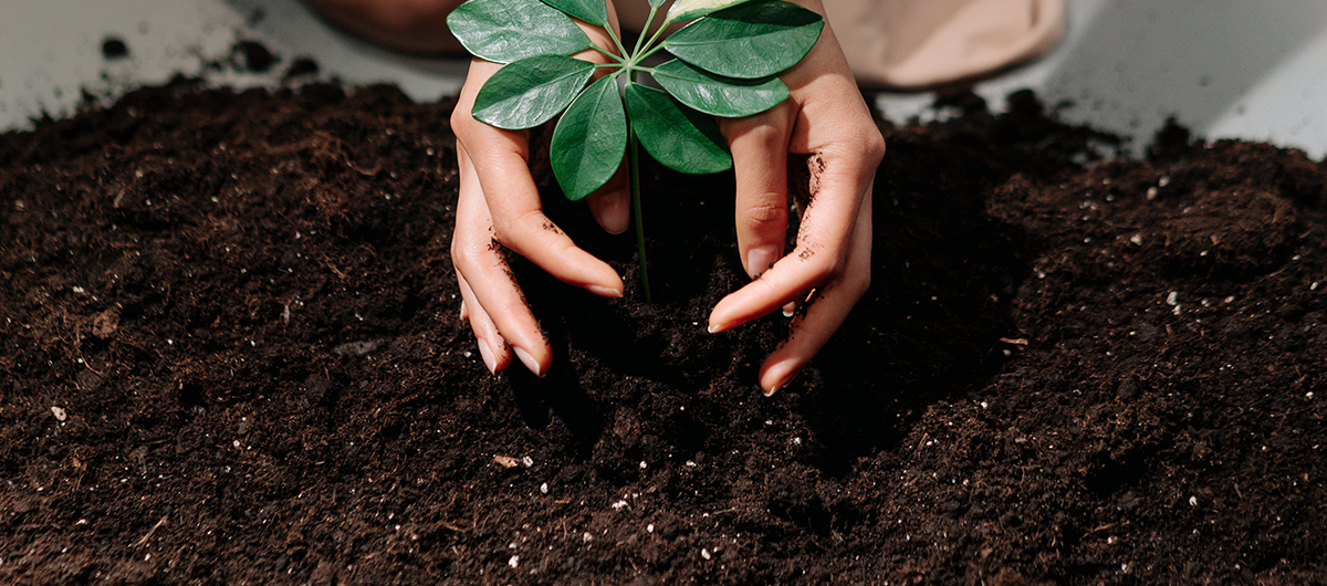 Hands holding plant above pile of compost
