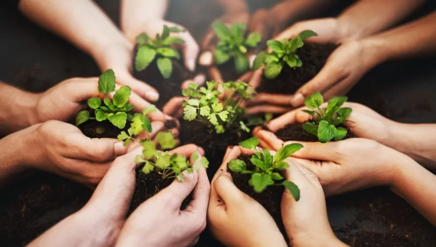 people holding small plants in potting soil